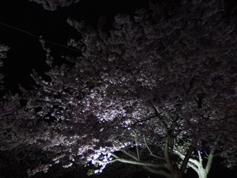 20130314-涅槃の桜.JPG