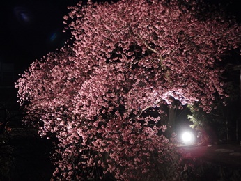 20130314-車の桜.JPG