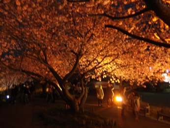 20130314-音蔵の桜.JPG